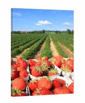 Erdbeeren Plantage an einem sonnigen Tag
