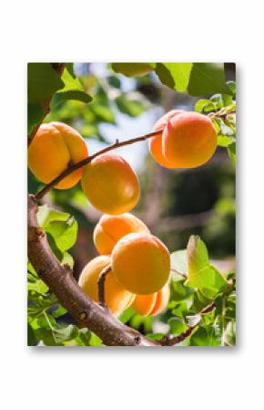 Ripe apricots on a tree