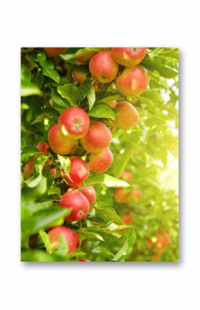 Red apples on apple tree branch