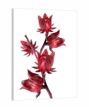 Hibiscus sabdariffa or roselle fruits