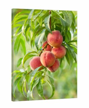 Branch with peaches