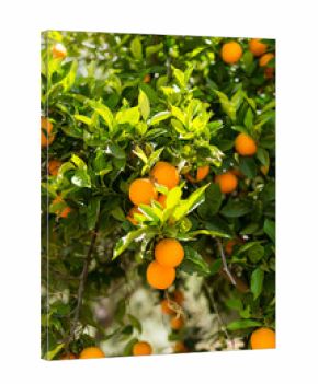 Oranges on a tree in the south-central of Crete near the village Matala in April, shortly before the harvest. Oranges are an export article from Greece