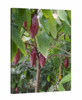 Fruto del cacao maduros en el árbol