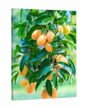 Mayongchid or Maprang or Marian Plum or Plum Mango