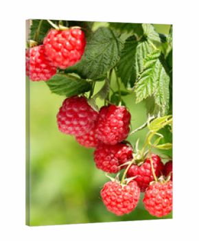 ripe raspberries in a garden