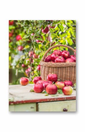 Fresh ripe red apples in wooden basket on garden table