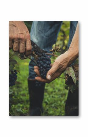 Man harvesting black grapes in the vineyard 
