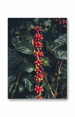 cherry coffee Good quality red coffee beans exuberant coffee tree