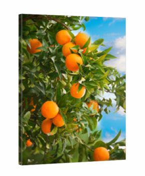 Fresh oranges growing on orange tree