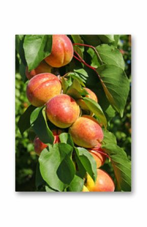 abricots