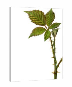 Bramble with thorns isolated one white