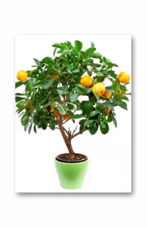 Small tangerines tree