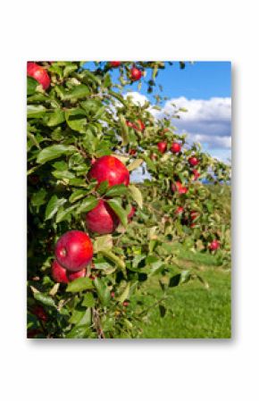 Streuobstwiese
