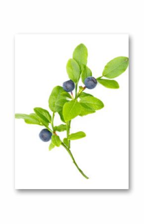 Ripe blueberries on twig on white background