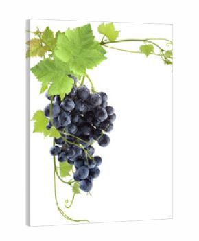 grappe de raisin rouge