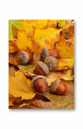 brown acorns on autumn leaves, close up