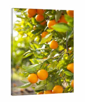 Valencia orange trees