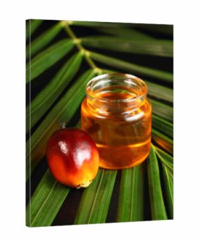 Oil palm fruit and cooking oil