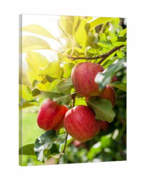 Red apples on a branch