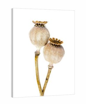 dried poppy heads isolated on white