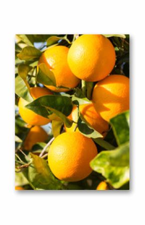 Valencia orange trees