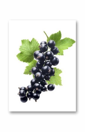 Black currant new isolated on white background