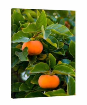 Ripe persimmon fruit hanging on the tree