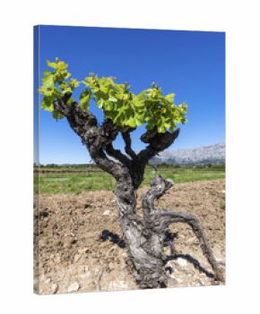 Pied de vigne
