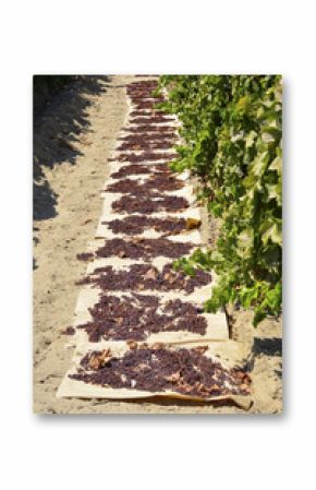 Raisins dried on the sun