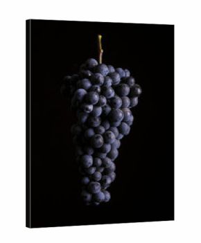 bunch of ripe dark grape isolated on black background