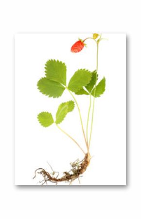 Wild strawberry with root