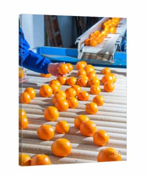 Manual checking of tarocco oranges in the carriage of a modern production line