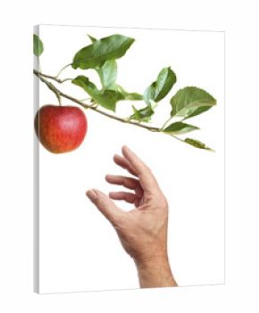 Picking an apple from a tree