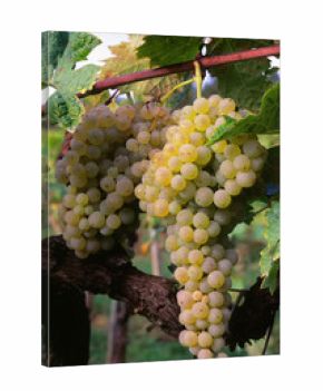 Brunch of trebbiano grapes on the vine (Vitis vinifera),