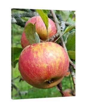 Muskat Renette, Apfel, Malus, domestica, Alte Apfelsorte