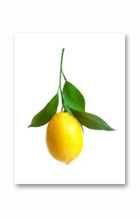 Ripe yellow lemon on white background