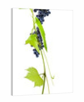 grappes de raisin rouge et pampre de vigne, fond blanc