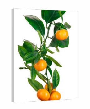 tangerines on branch isolated on white