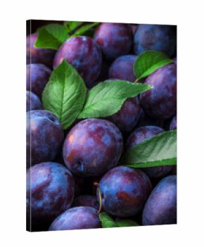 Plums colorful overhead closeup group with green leaves on dark background in studio