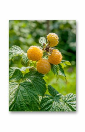 Close up of the ripe and unripe yellow raspberry in the fruit garden. Growing natural bush of yellow raspberry. Branch of yellow raspberry in sunlight..