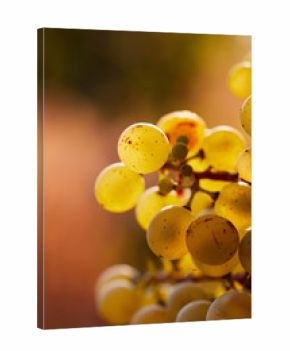 Close-up yellow grapes growing on vine in bright sunshine