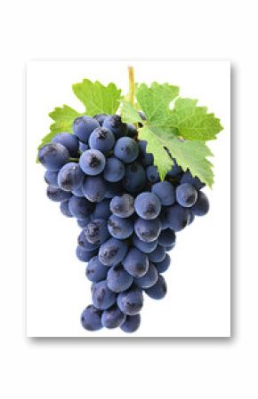 Grapes on a white background
