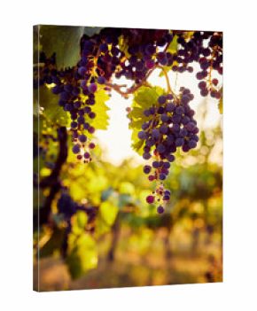The sun shines through a grapevine with blue grapes