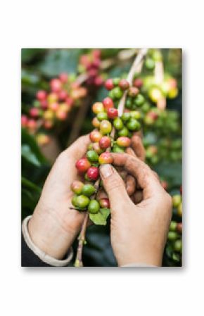 harvesting coffee berries by agriculturist hands