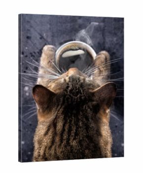 Cat's paws hold a cup of hot black coffee. A gray cat bent over a cup of coffee with steam. Good morning.