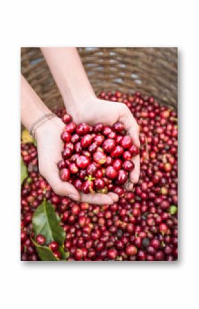 organic red cherries coffee beans in hands  