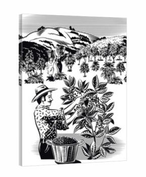 Landscape with coffee wallet on a plantation.