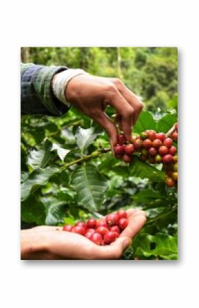 Close up of red berries coffee beans on agriculturist hand