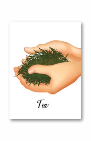 Vector illustration human hands keeps herbs for tea package design.