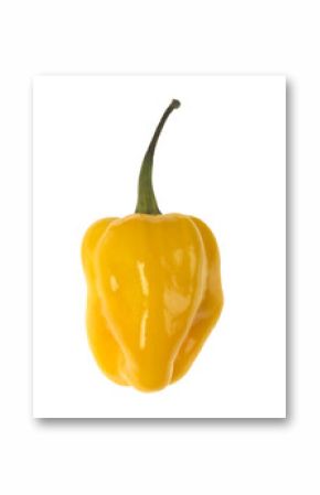 Yellow Scotch Bonnet Chilli